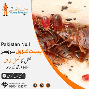 Bed Bugs Treatment in Lahore
