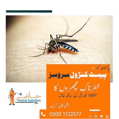 Dengue-Spray-services-in-Karachi