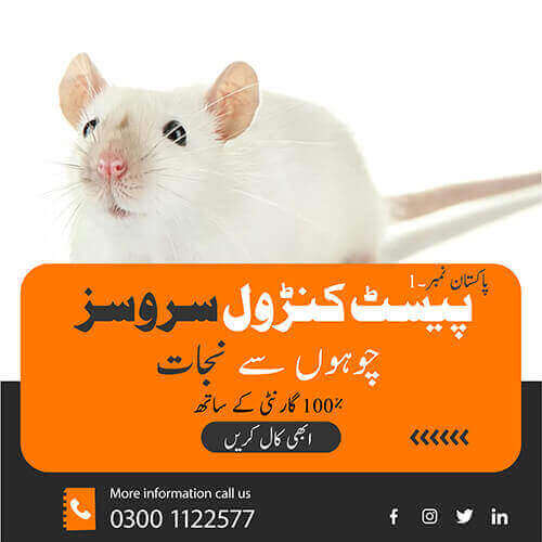 Rat Killer Services in Karachi