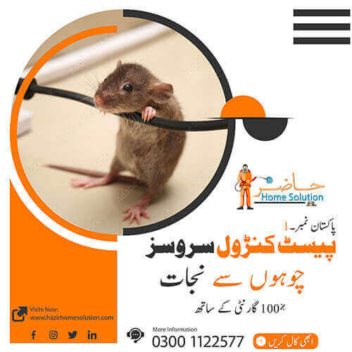 Rat Killer Services in Islamabad