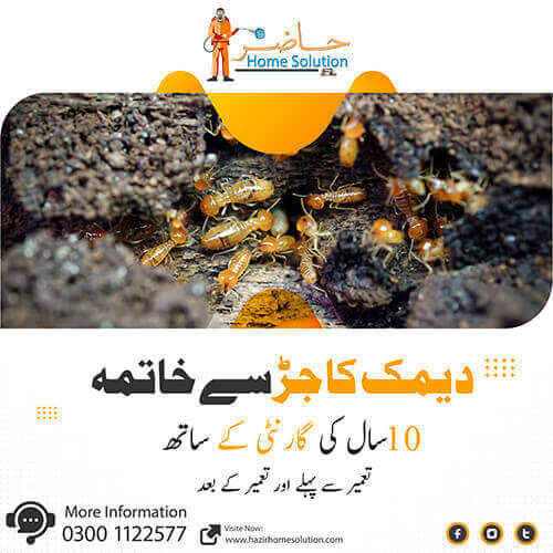 Termite-Control-Services-in-Lahore